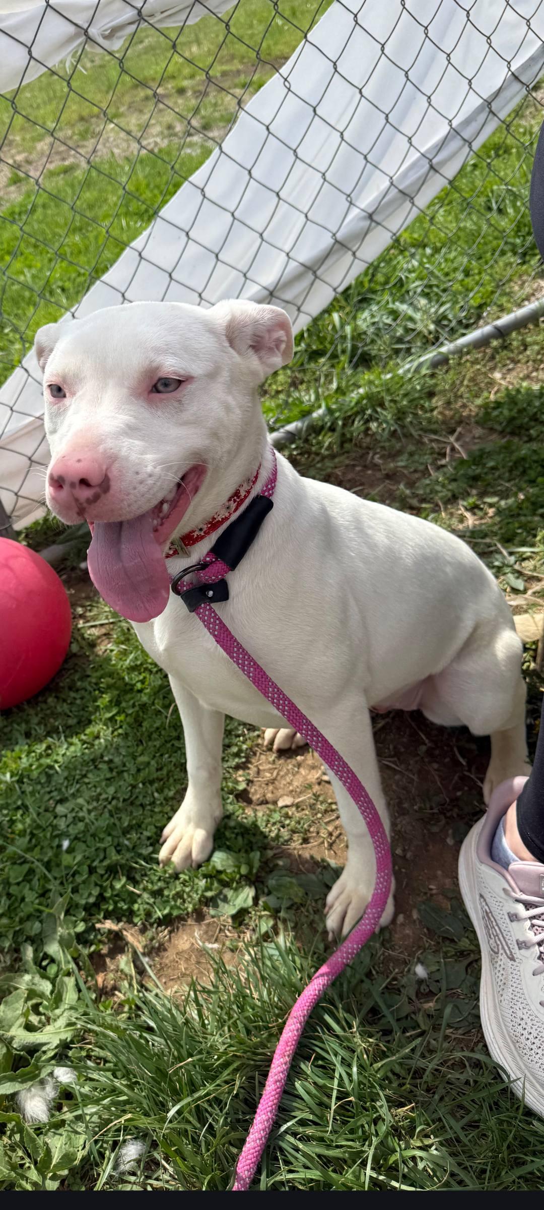 Enlarge Pearl, a ADOPTABLE American Staffordshire Terrier in Taylorsville, KY image 1/2