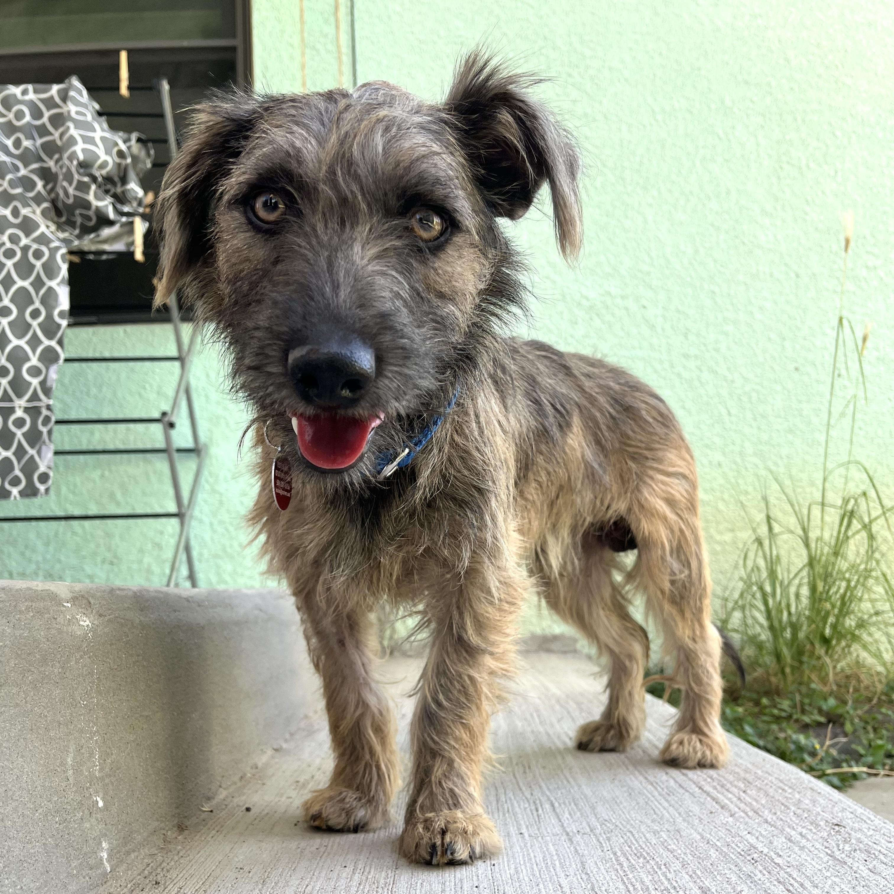 Rooter, an adopted mixed breed in Marfa, TX image 3/6