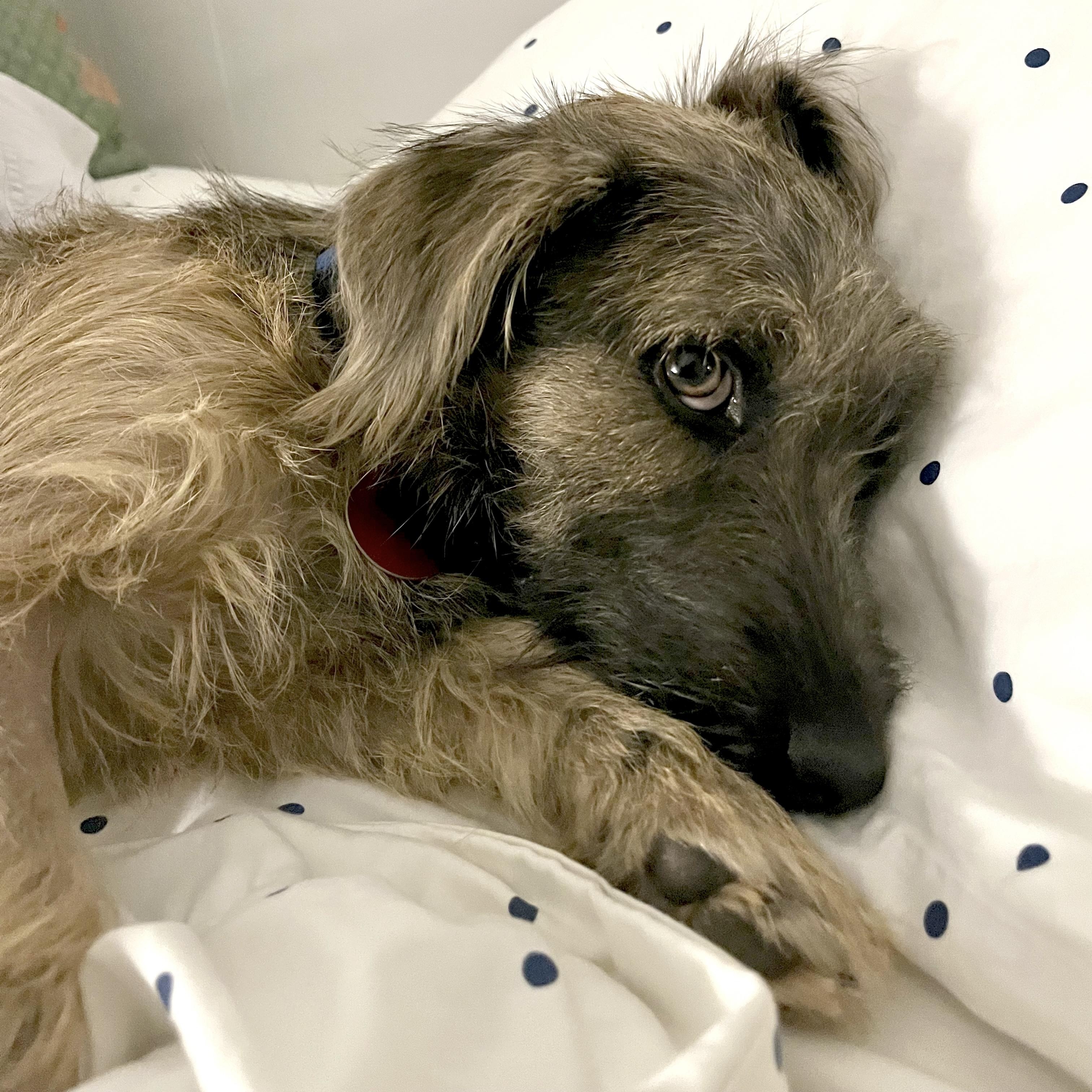Rooter, an adopted mixed breed in Marfa, TX image 6/6