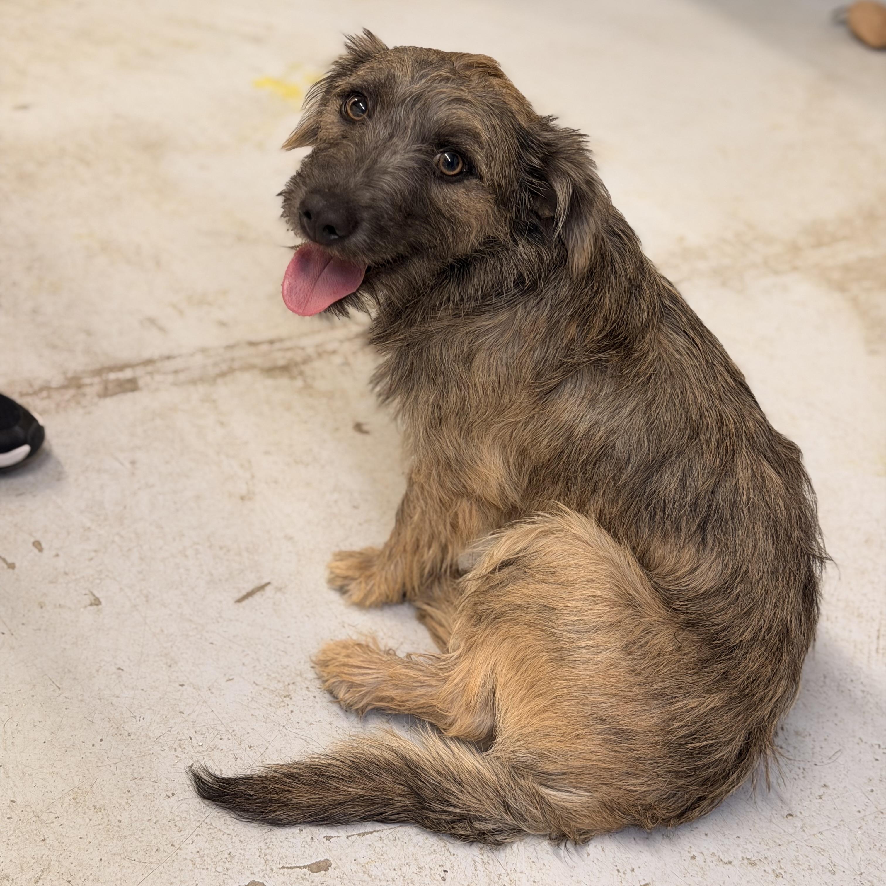 Rooter, an adopted mixed breed in Marfa, TX image 2/6