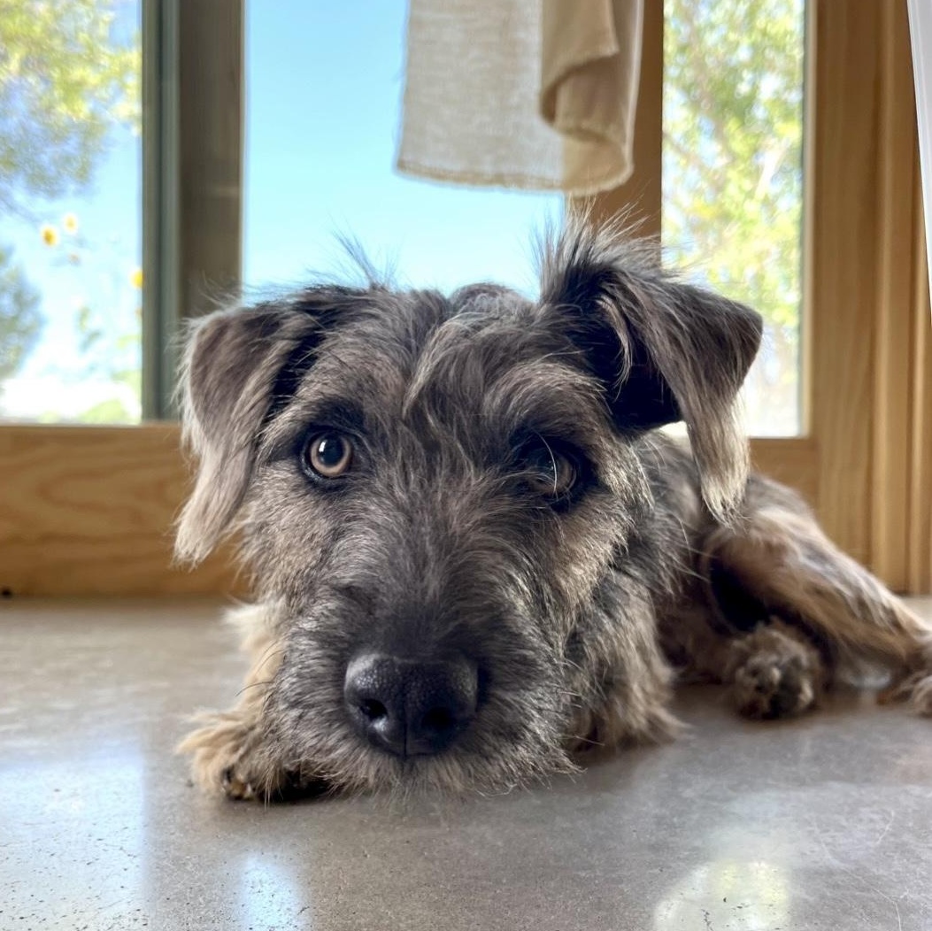 Rooter, an adopted mixed breed in Marfa, TX image 1/6