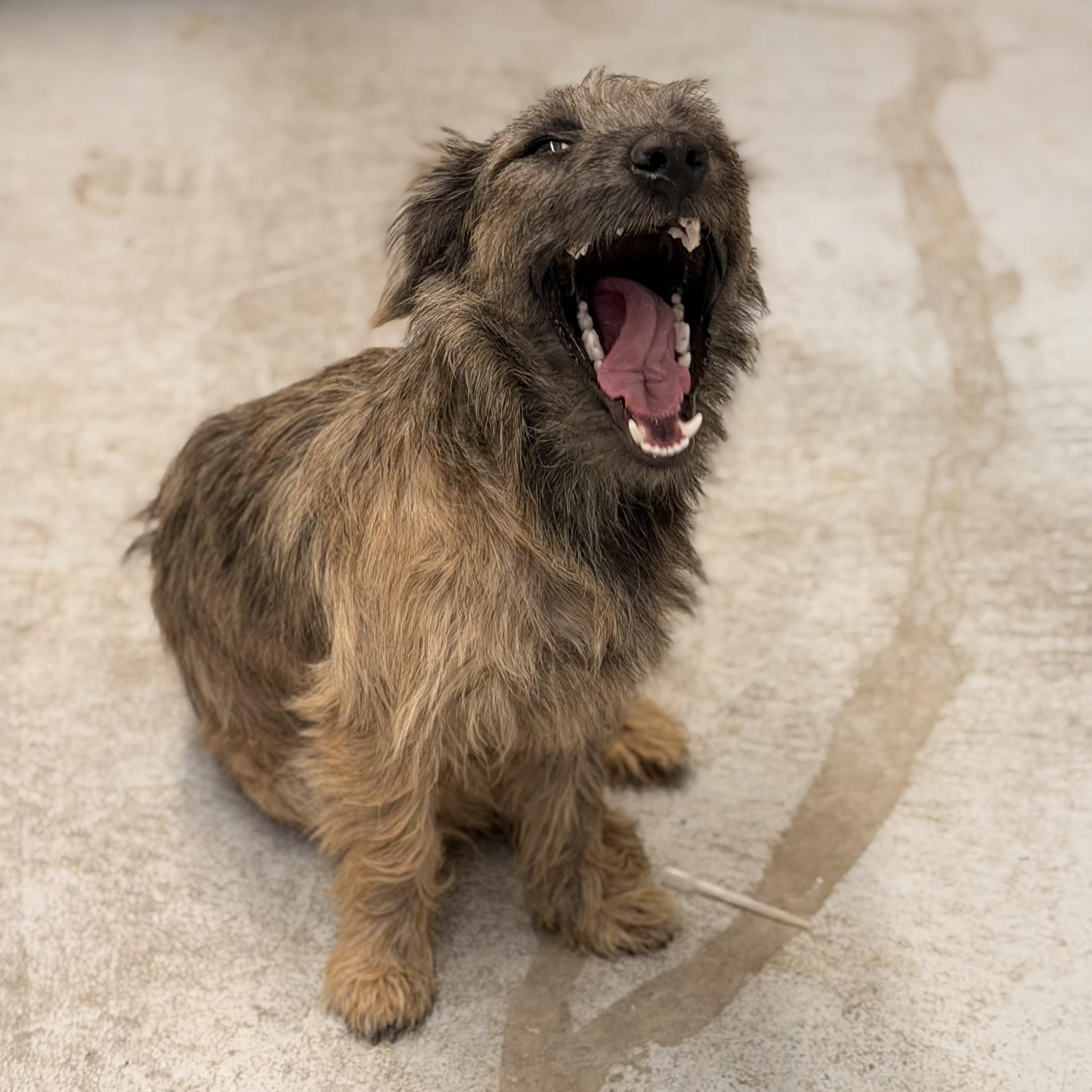 Rooter, an adopted mixed breed in Marfa, TX image 4/6