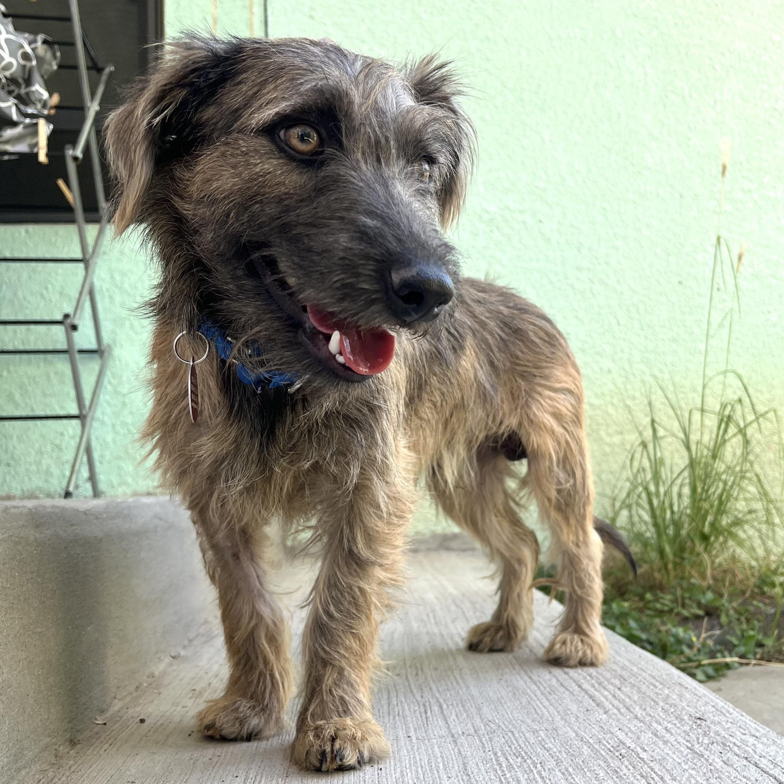 Rooter, an adopted mixed breed in Marfa, TX image 5/6