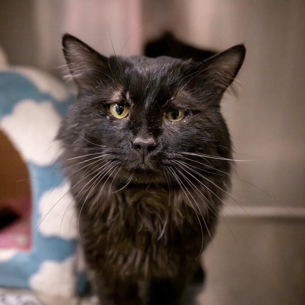 Boo Berry, Adoptable, Young Male Domestic Long Hair.