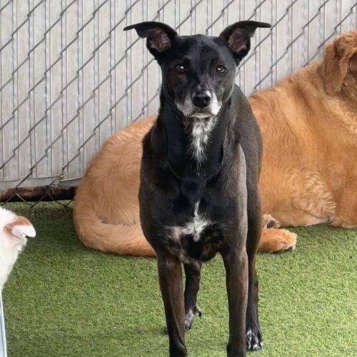 Kes, Adoptable, Adult Female Black Labrador Retriever & Whippet.