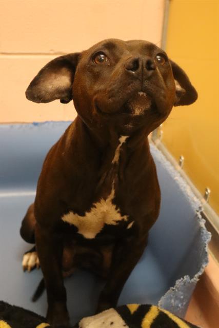 Enlarge AMAYA, a Adoptable Mixed Breed in Columbia, SC image 1/1