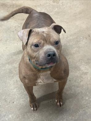 Sake, Adult Male Pit Bull Terrier