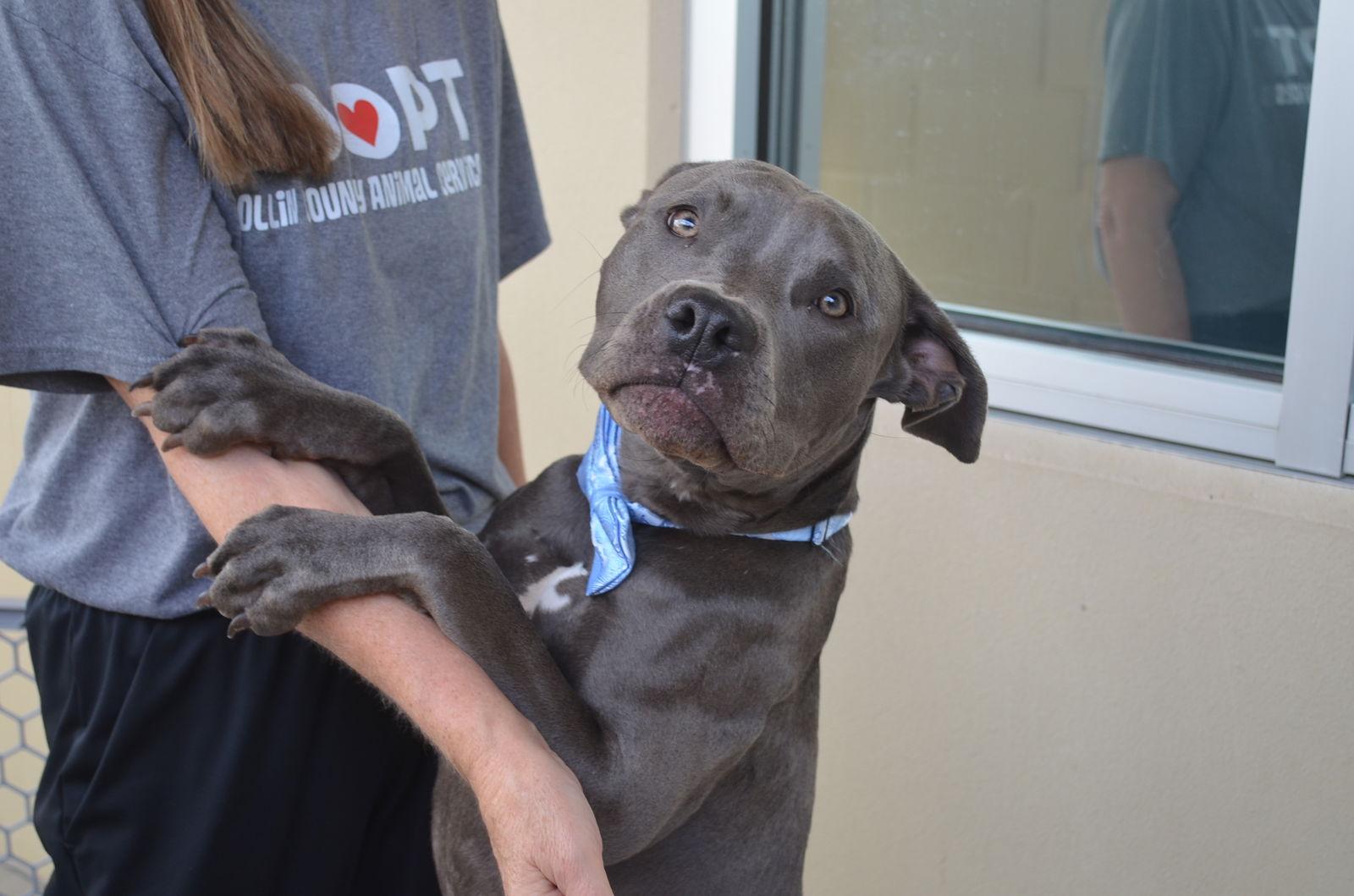 Rafferty, Adopted, Young Male Pit Bull Terrier.