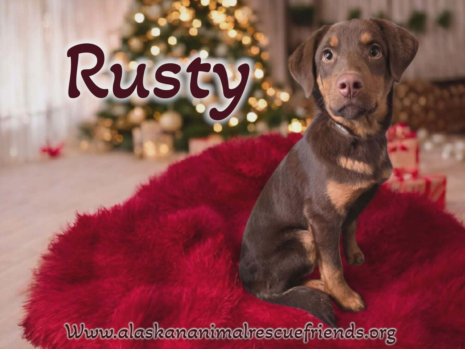 Rusty, Adopted, Puppy Male Border Collie & Labrador Retriever.