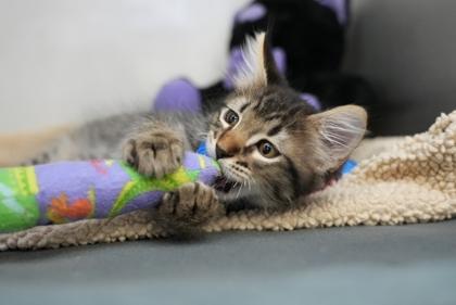 Aspen, Adoptable, Kitten Male Domestic Medium Hair.