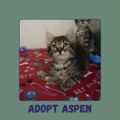 Enlarge Aspen, a Adoptable mixed breed in Edmond, OK image 3/3