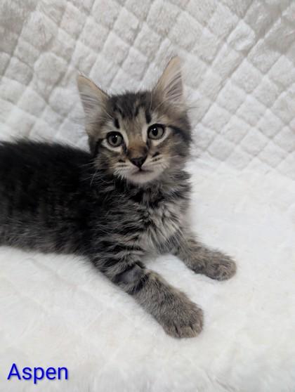 Enlarge Aspen, a Adoptable mixed breed in Edmond, OK image 2/3