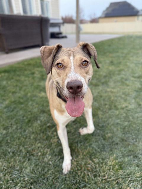 Olive M, a Adoptable Australian Cattle Dog / Blue Heeler in Salt Lake City, UT image 1/3