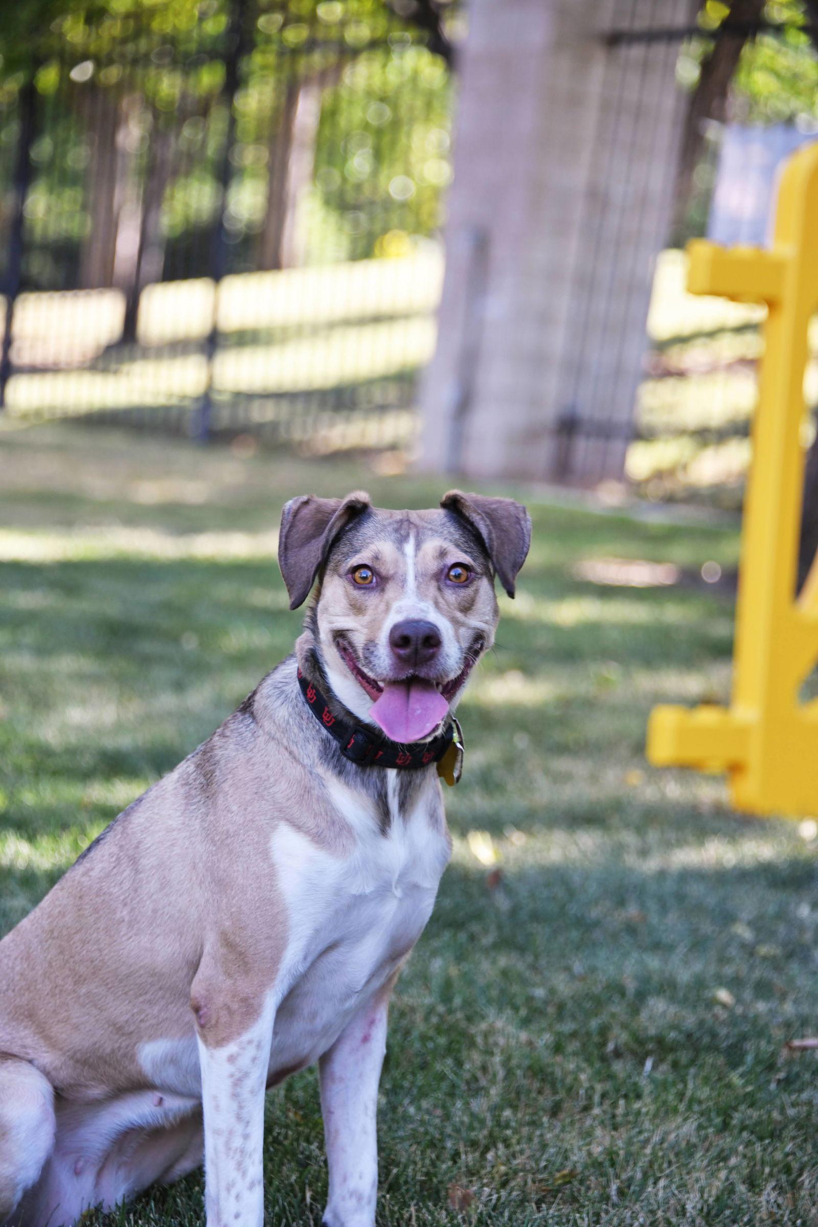 Olive M, Adoptable, Adult Female Australian Cattle Dog / Blue Heeler.