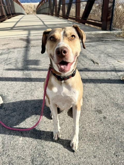 Olive M, a Adoptable Australian Cattle Dog / Blue Heeler in Salt Lake City, UT image 3/3