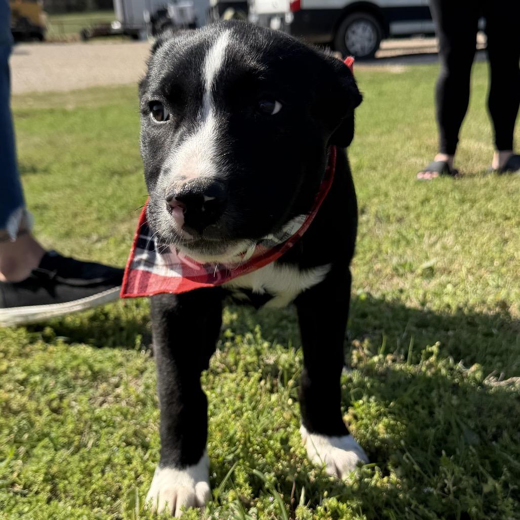 Fred, Adoptable, Puppy Male Shepherd & Border Collie.