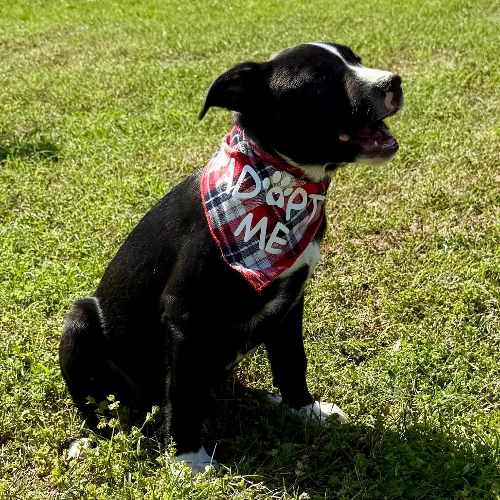 Fred, a Adoptable mixed breed in Ennis, TX image 2/6