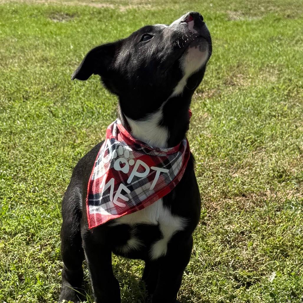 Fred, a Adoptable mixed breed in Ennis, TX image 4/6