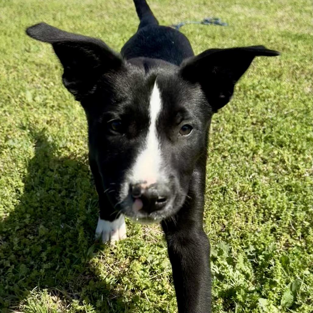Fred, a Adoptable mixed breed in Ennis, TX image 5/6