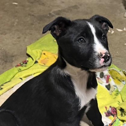 Fred, a Adoptable mixed breed in Ennis, TX image 6/6