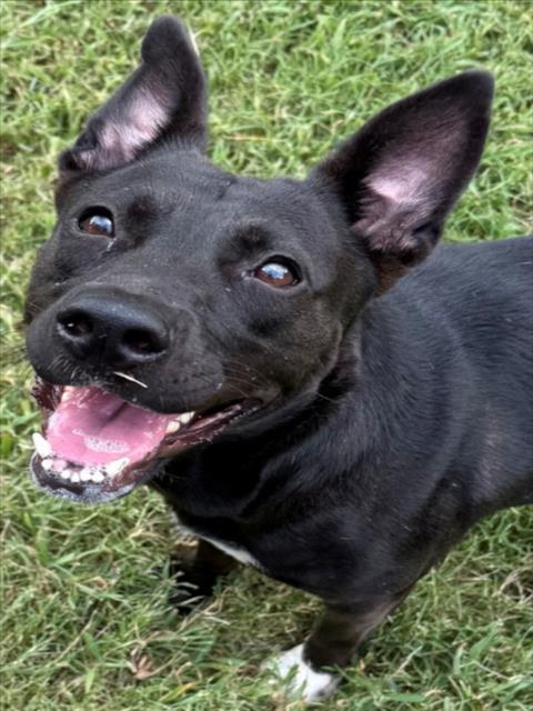 AMELIA, Adoptable, Young Female Pit Bull Terrier & Mixed Breed.