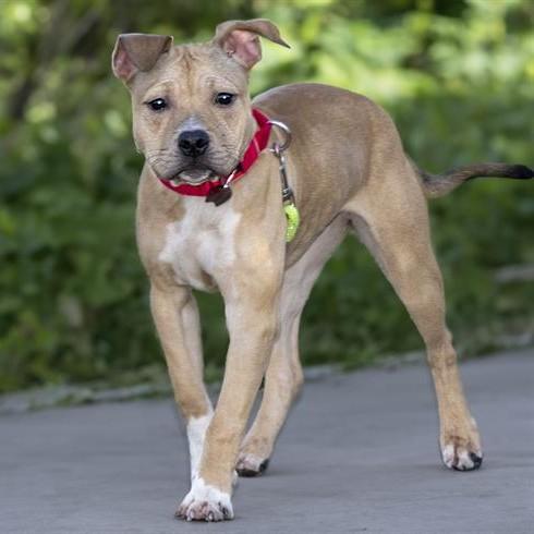 RUBY, Adoptable, Adult Female Pit Bull Terrier.