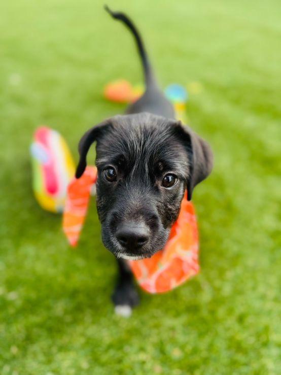 Enlarge Connor Loves Children, a Adoptable mixed breed in POTOMAC, MD image 1/4