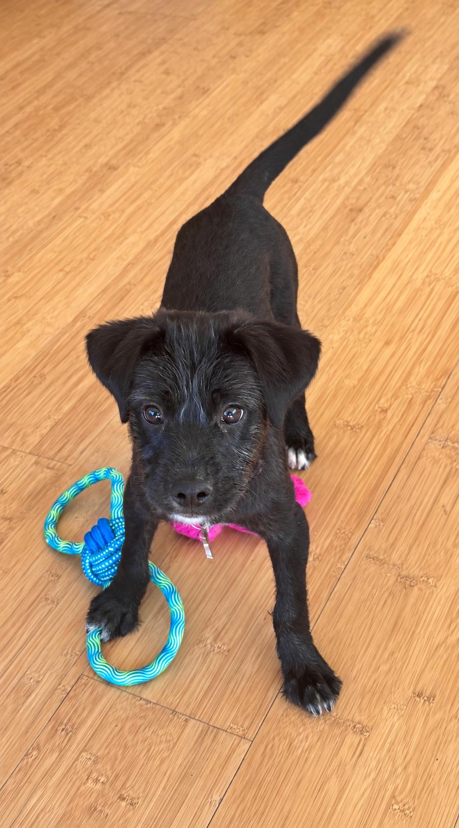 Enlarge Connor Loves Children, a Adoptable mixed breed in POTOMAC, MD image 2/4