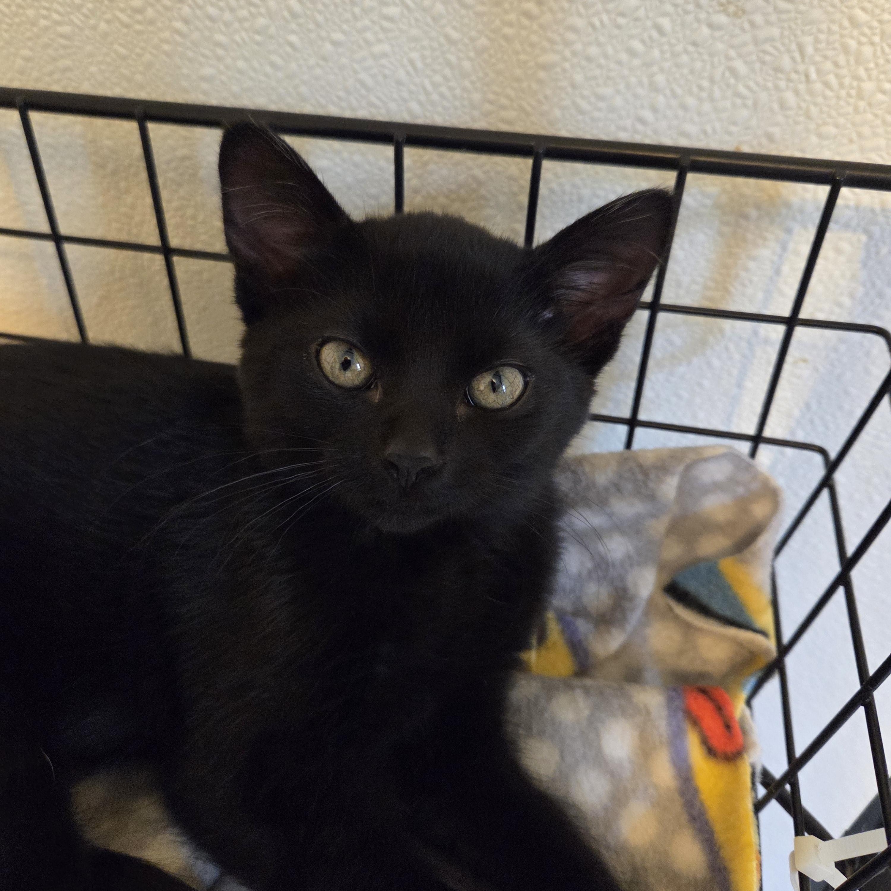 Enlarge Berry, a Adopted Domestic Short Hair in Manistique, MI image 2/2