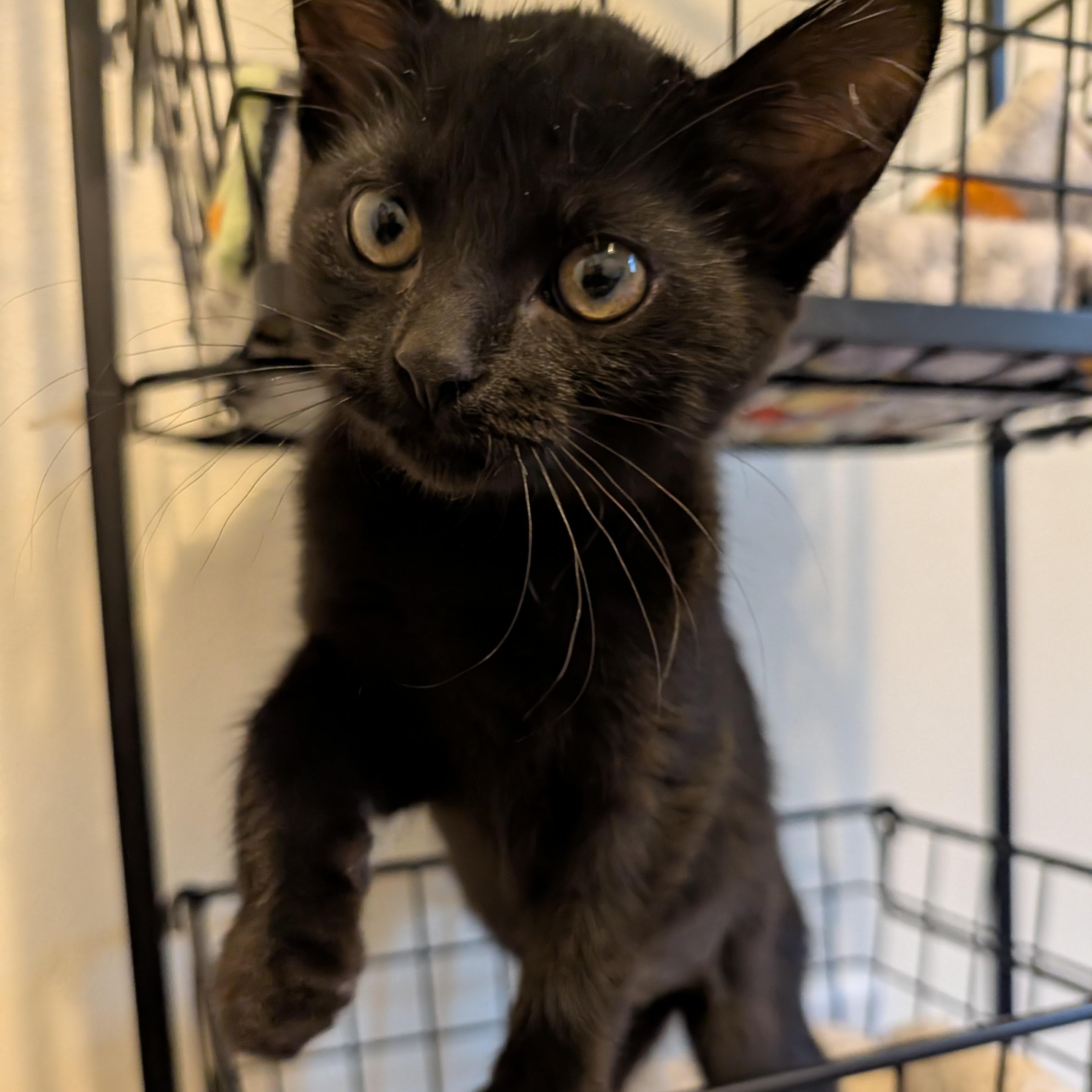 Berry, Adopted, Kitten Female Domestic Short Hair.