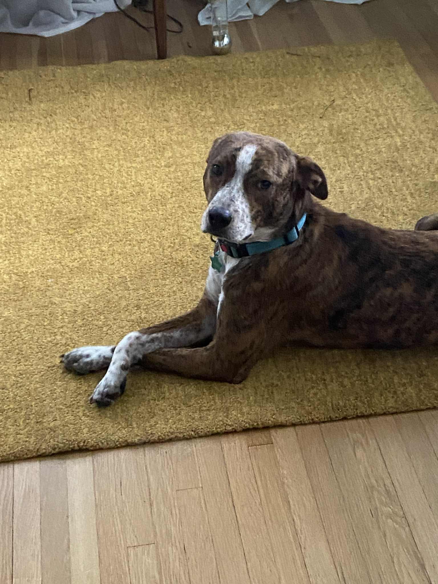 Maverick, a Adopted Australian Cattle Dog / Blue Heeler in Minneapolis, MN image 1/3
