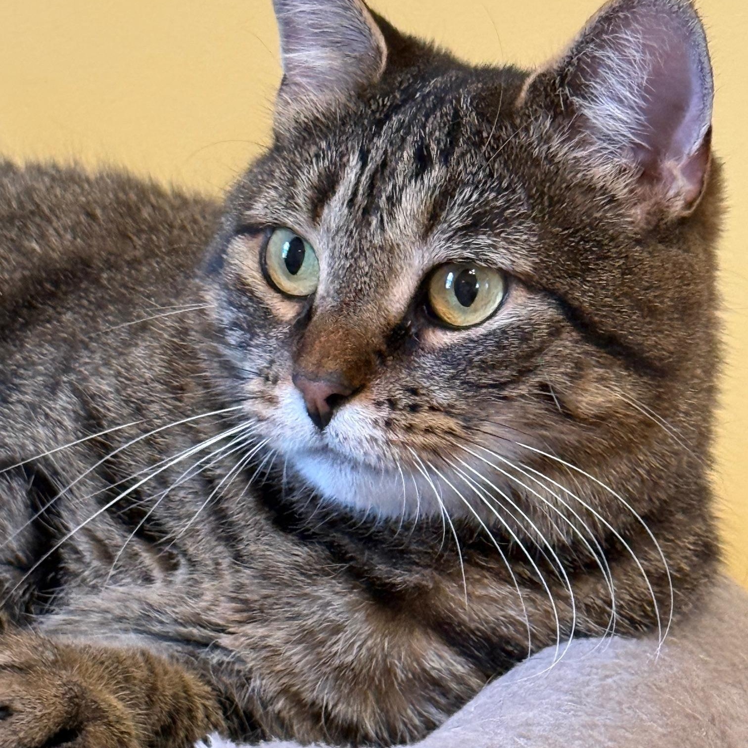 Lainey, ADOPTABLE, Adult Female Domestic Short Hair.
