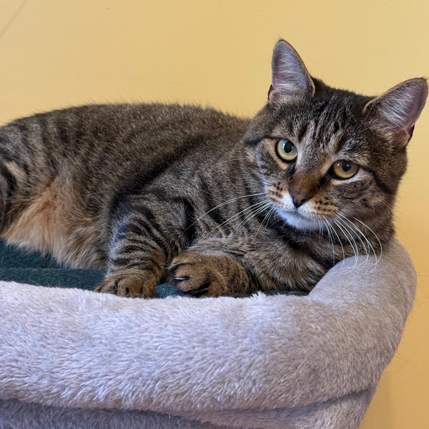 Enlarge Lainey, a ADOPTABLE Domestic Short Hair in Wells, ME image 2/3