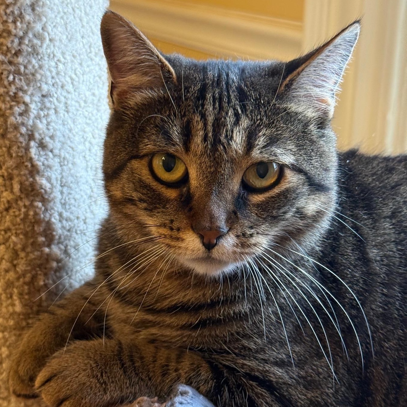 Enlarge Lainey, a ADOPTABLE Domestic Short Hair in Wells, ME image 3/3