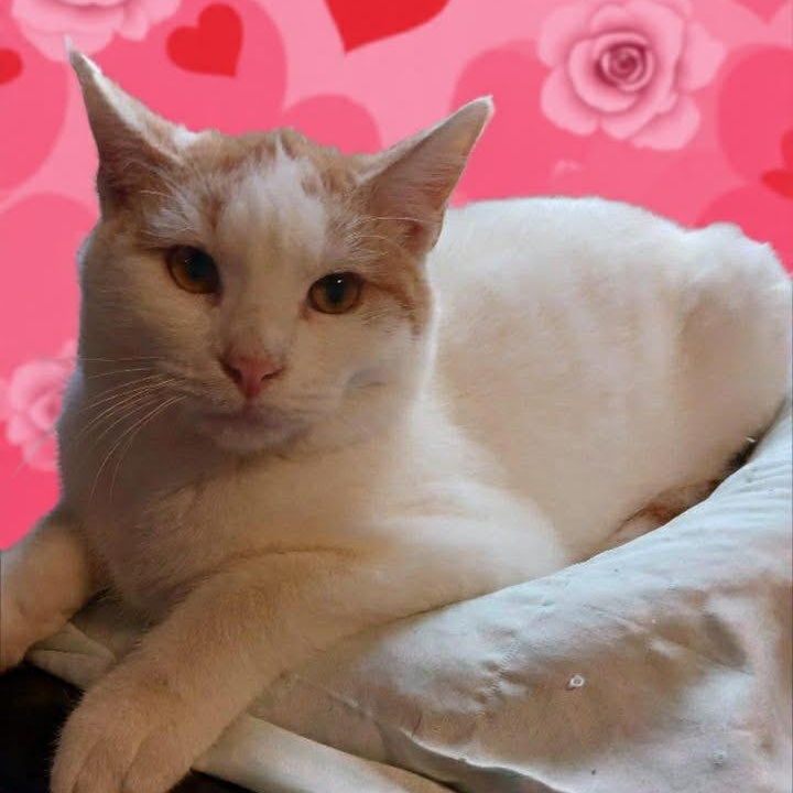 Figgy, Adoptable, Young Male Domestic Short Hair.