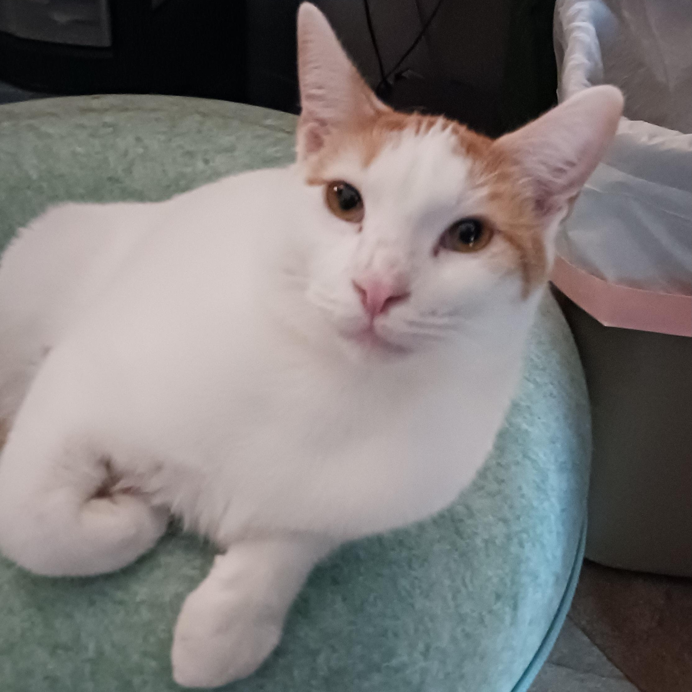Enlarge Figgy, a Adoptable Domestic Short Hair in St. Marys, WV image 1/3