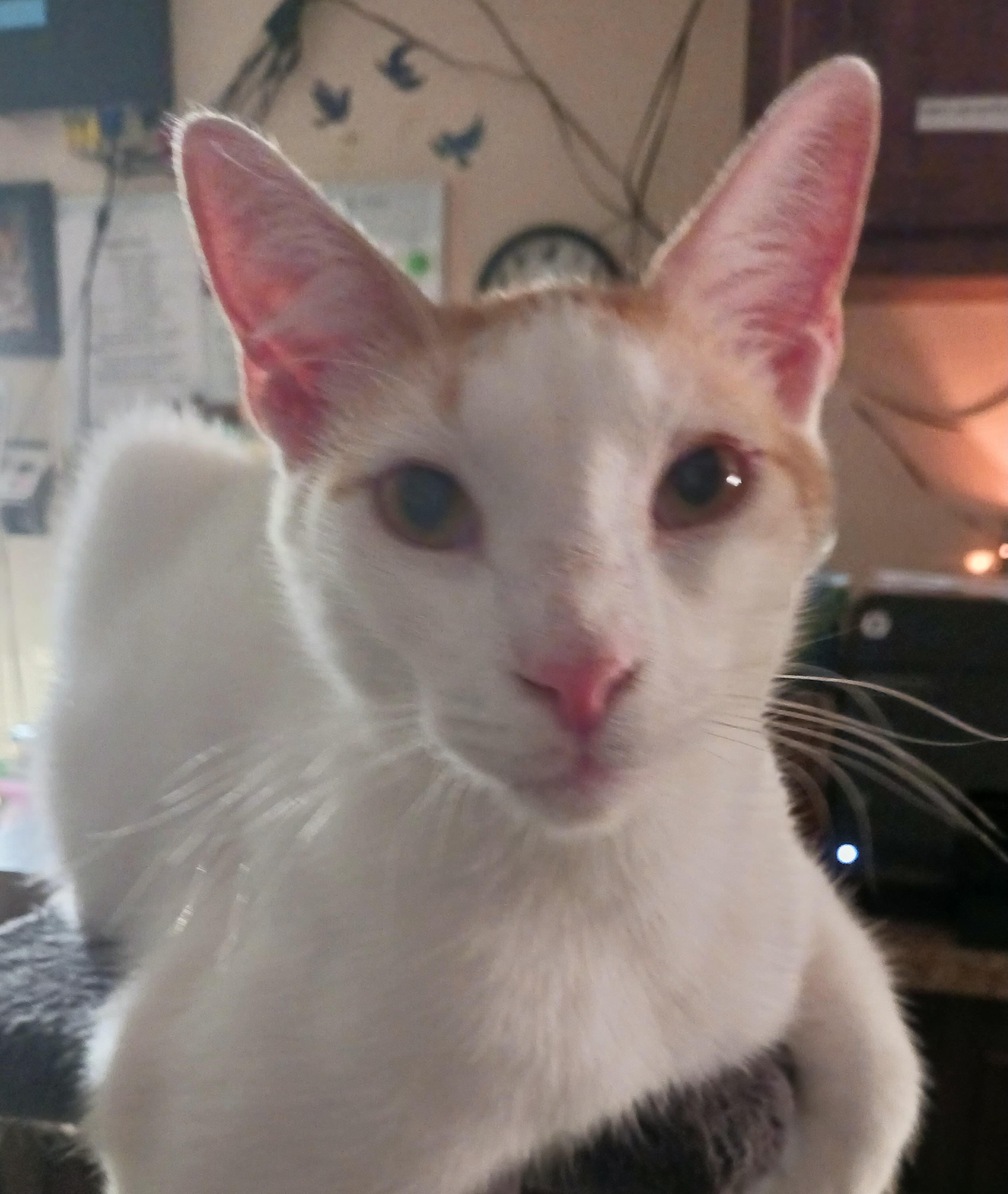 Figgy, Adoptable, Young Male Domestic Short Hair.