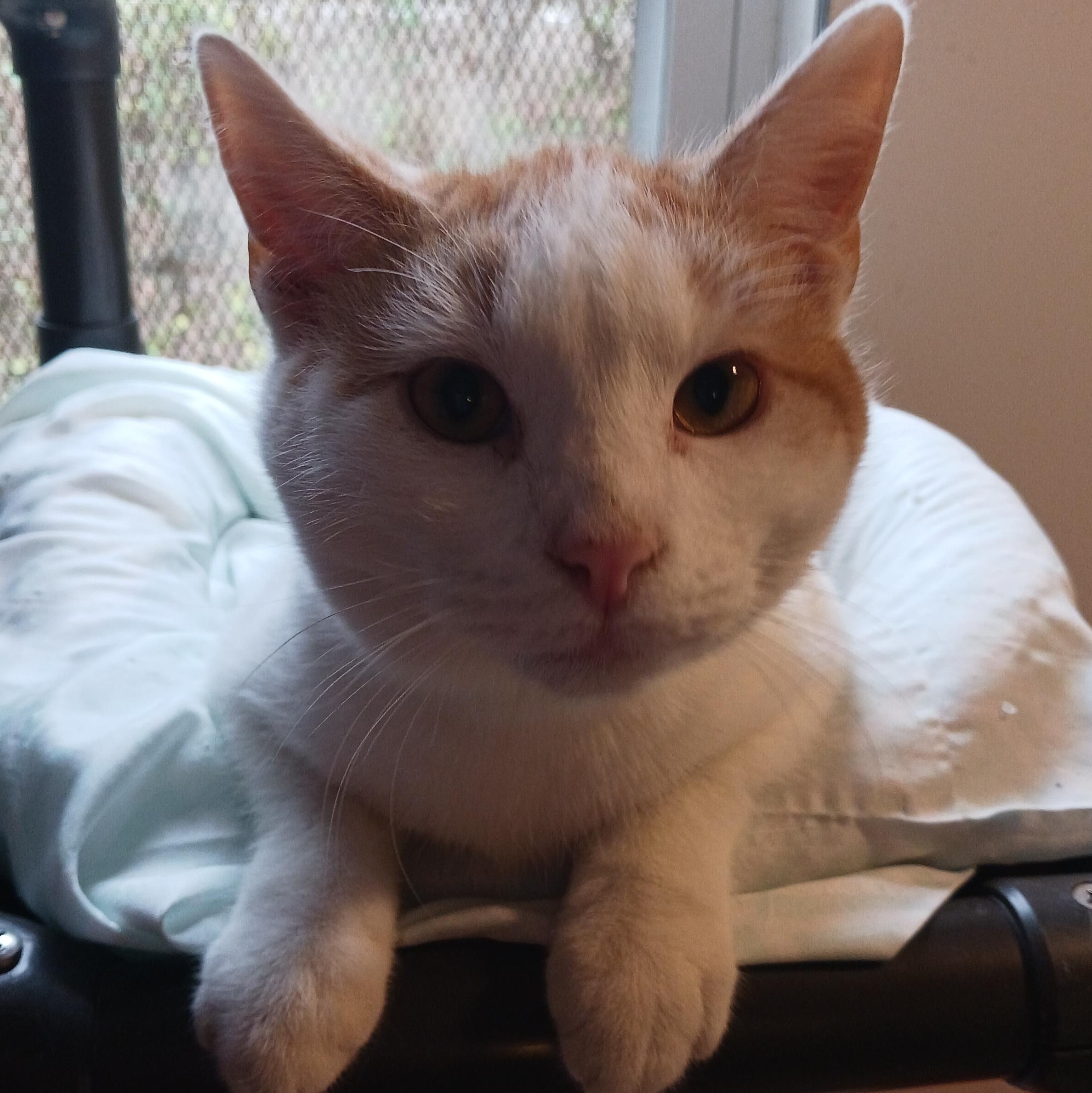 Enlarge Figgy, a Adoptable Domestic Short Hair in St. Marys, WV image 3/4