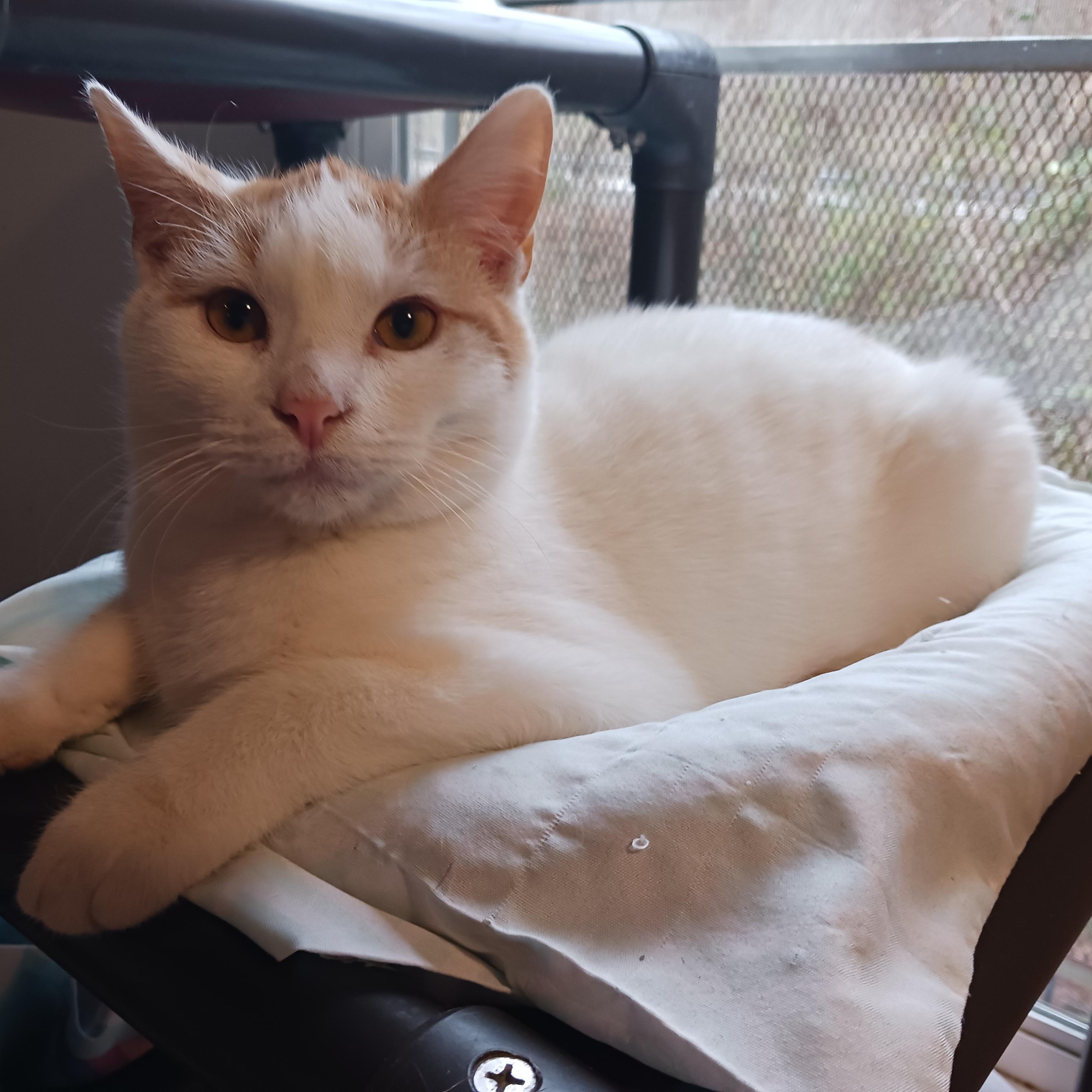 Enlarge Figgy, a Adoptable Domestic Short Hair in St. Marys, WV image 2/4