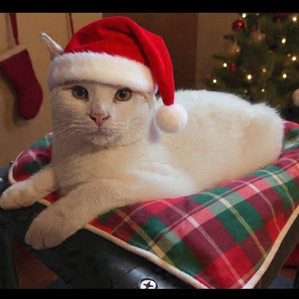 Enlarge Figgy, a Adoptable Domestic Short Hair in St. Marys, WV image 1/4