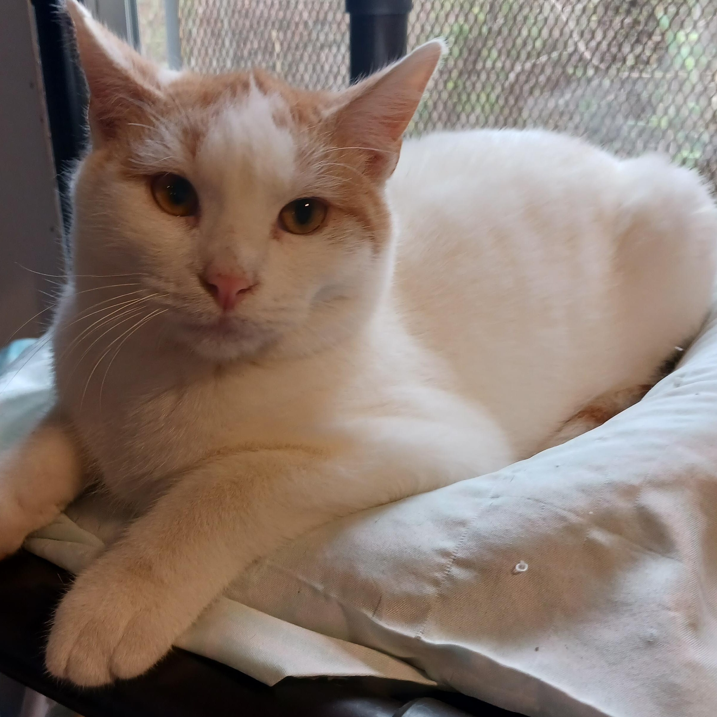 Enlarge Figgy, a Adoptable Domestic Short Hair in St. Marys, WV image 4/4