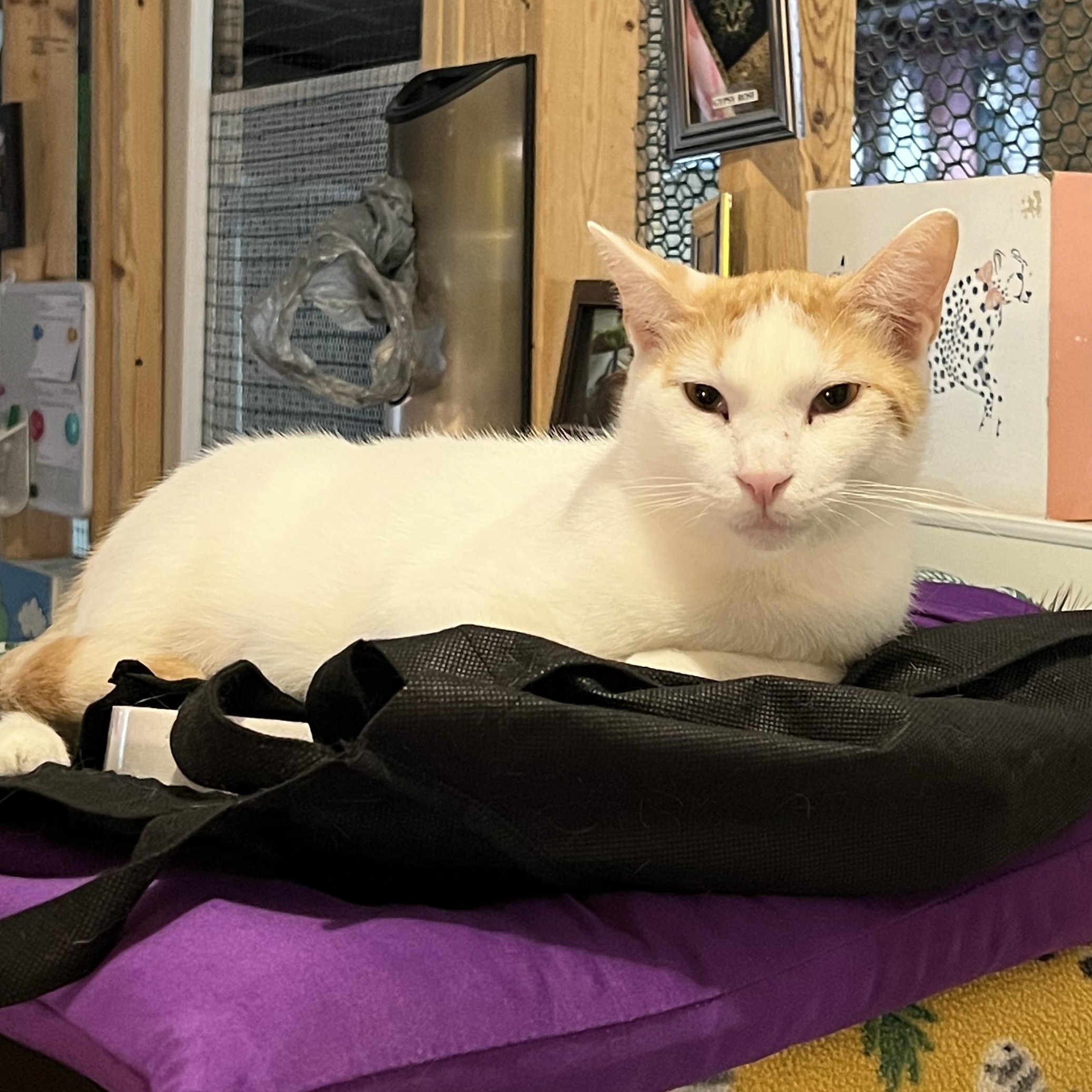 Enlarge Figgy, a Adoptable Domestic Short Hair in St. Marys, WV image 2/3