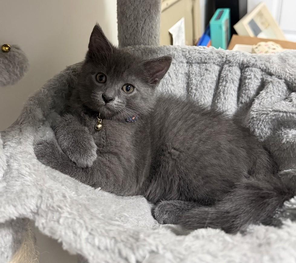 Ophelia, adopted, Kitten Female Domestic Short Hair.