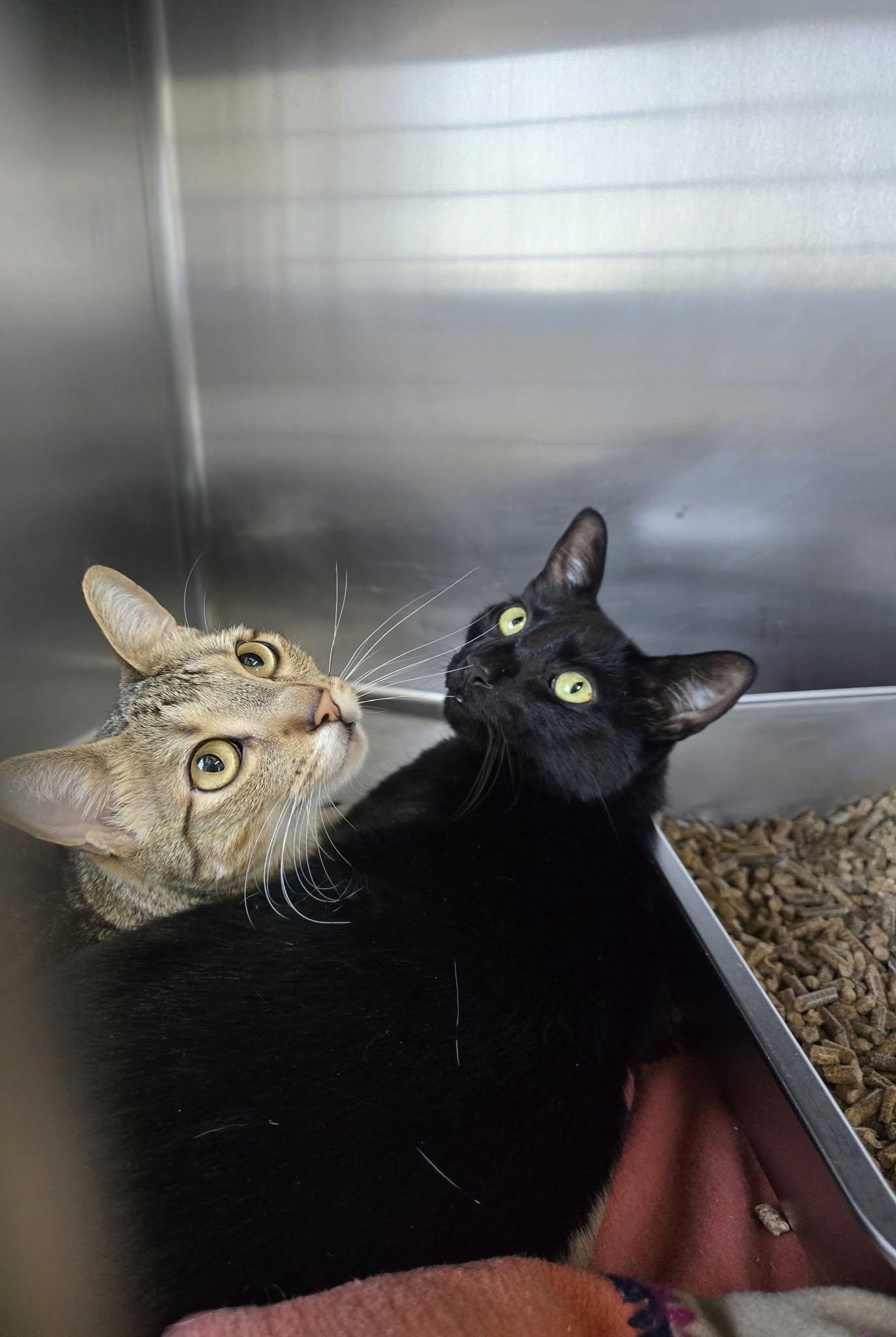 Chip & Raven, ADOPTABLE, Adult Male Domestic Short Hair.