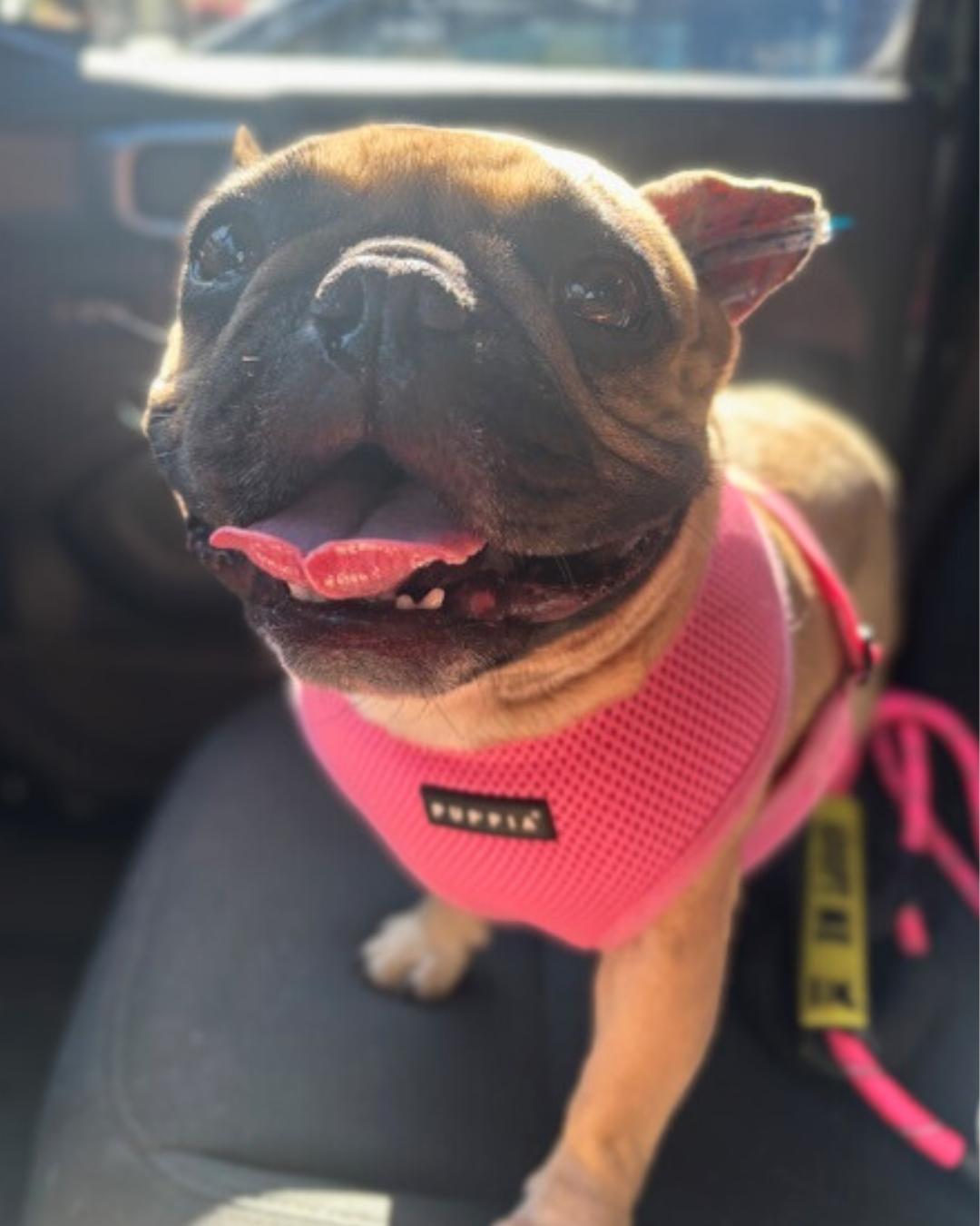 Ivy , a ADOPTABLE French Bulldog in Valley Village, CA image 4/5