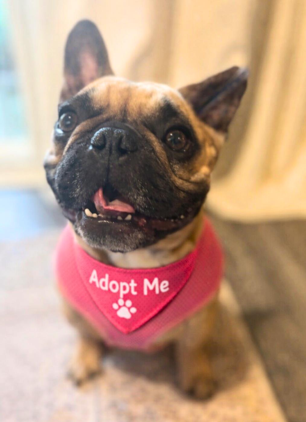 Ivy , ADOPTABLE, Adult Female French Bulldog.