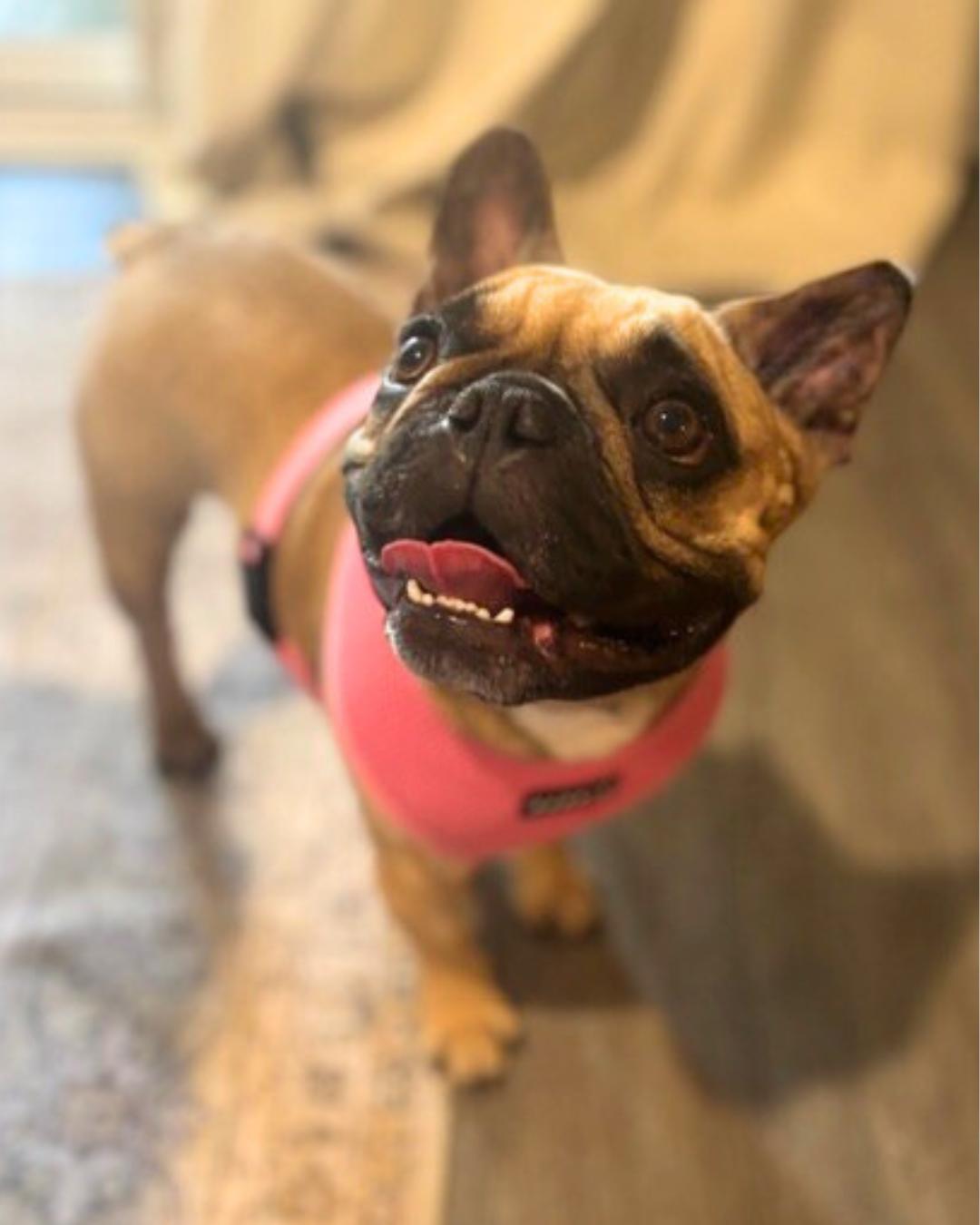 Ivy , a ADOPTABLE French Bulldog in Valley Village, CA image 5/5