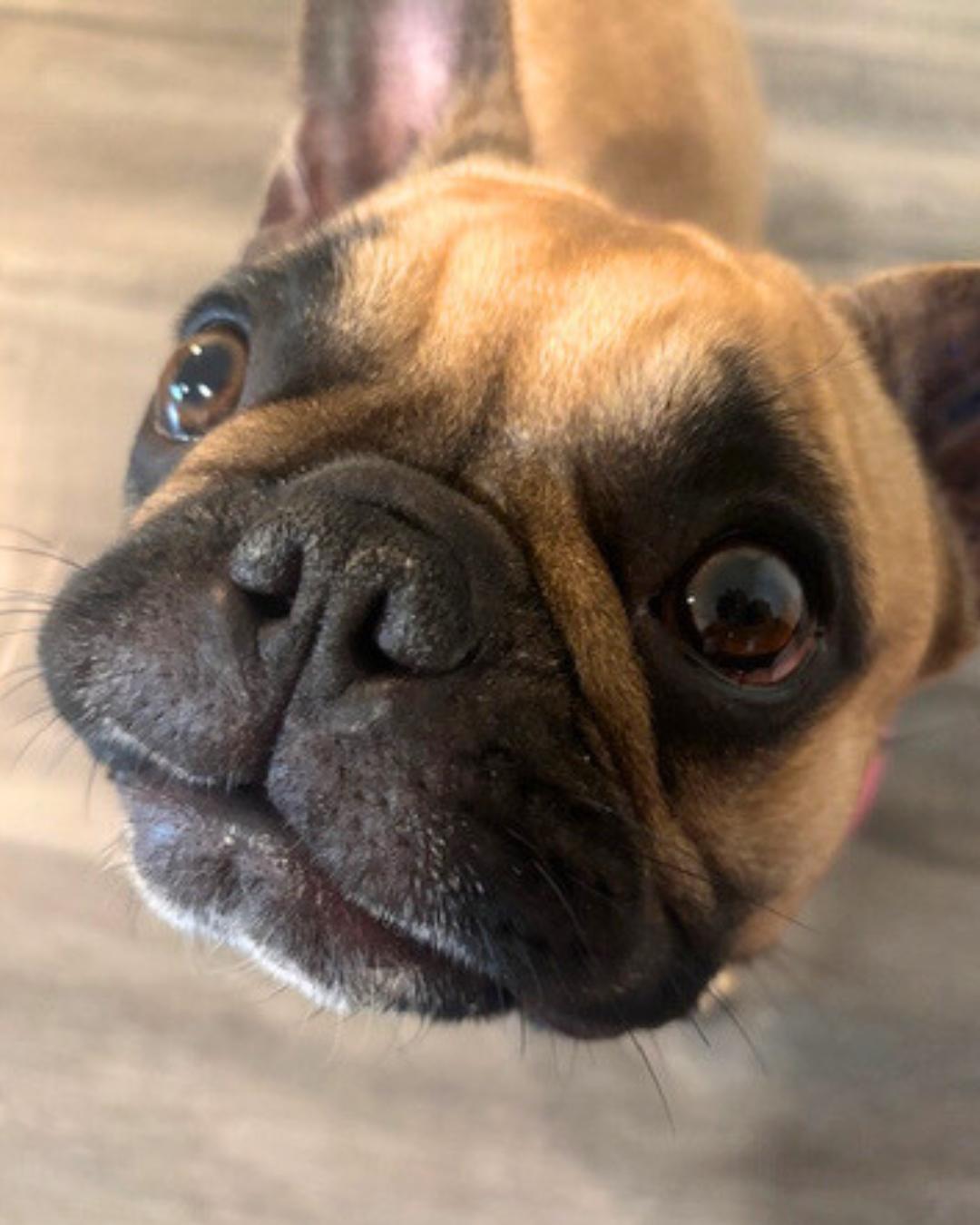 Ivy , a ADOPTABLE French Bulldog in Valley Village, CA image 2/5