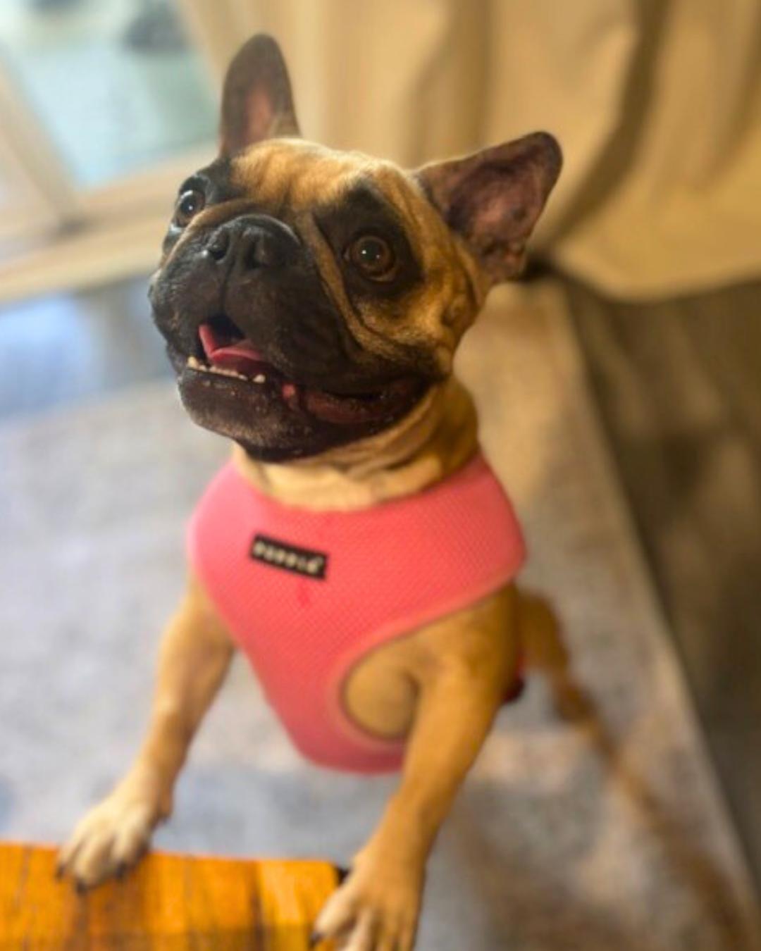 Ivy , a ADOPTABLE French Bulldog in Valley Village, CA image 3/5