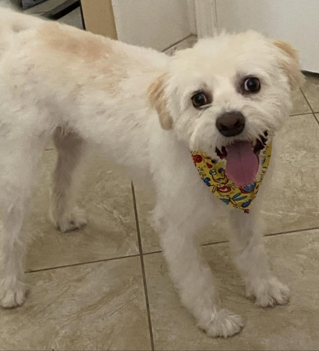 Ripley, Adoptable, Adult Male Maltipoo.